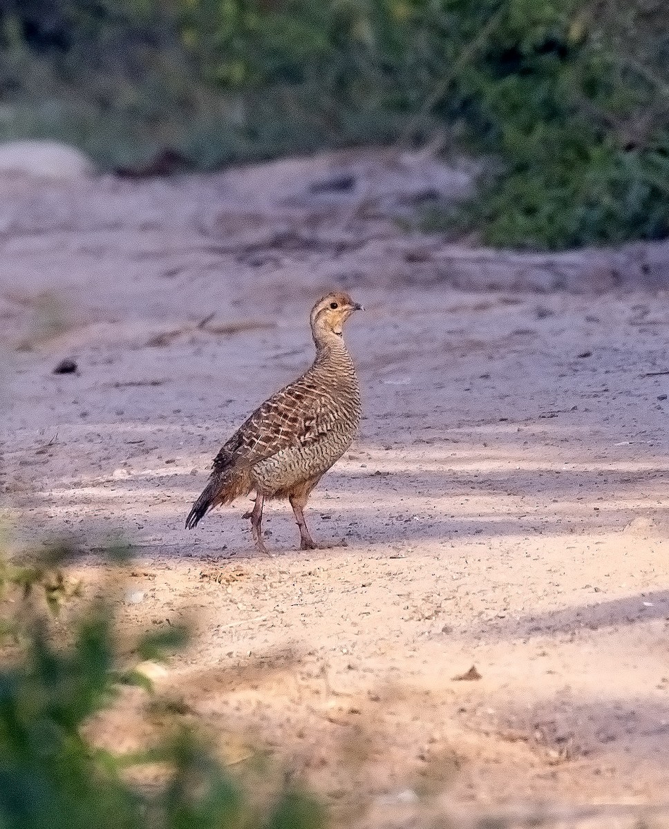 Gray Francolin - ML643795793