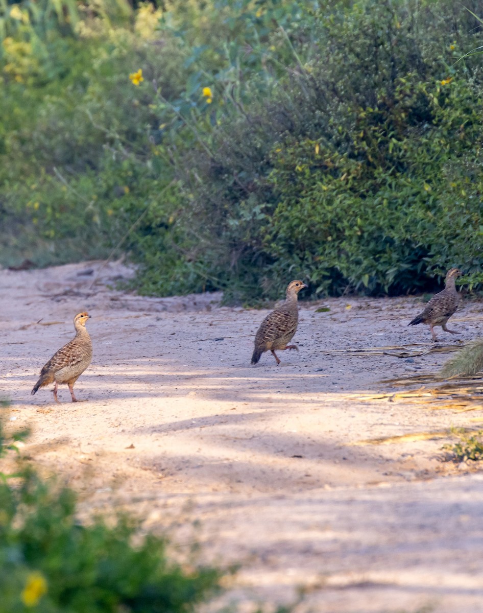 Gray Francolin - ML643795794