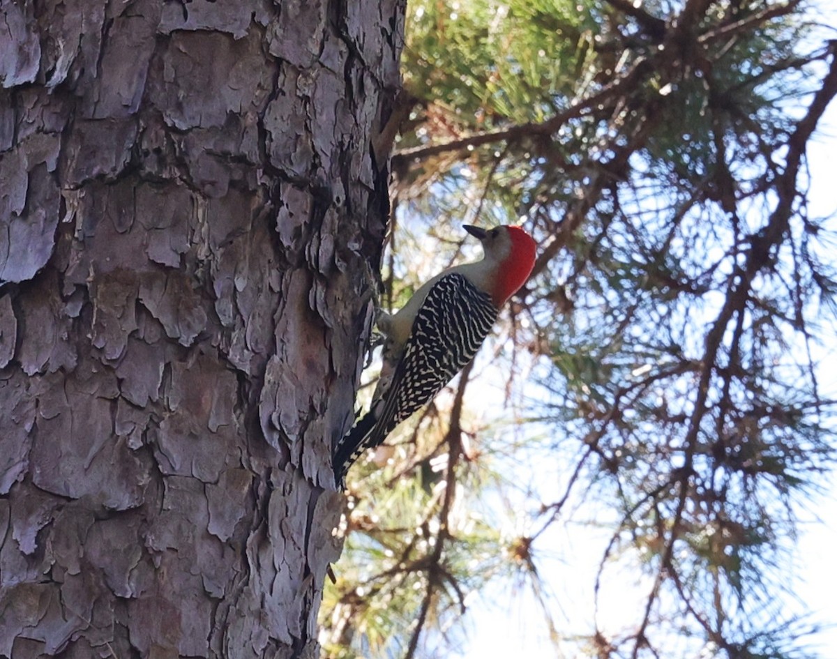Red-bellied Woodpecker - ML643795803