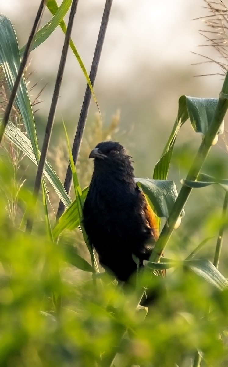 Greater Coucal - ML643795808