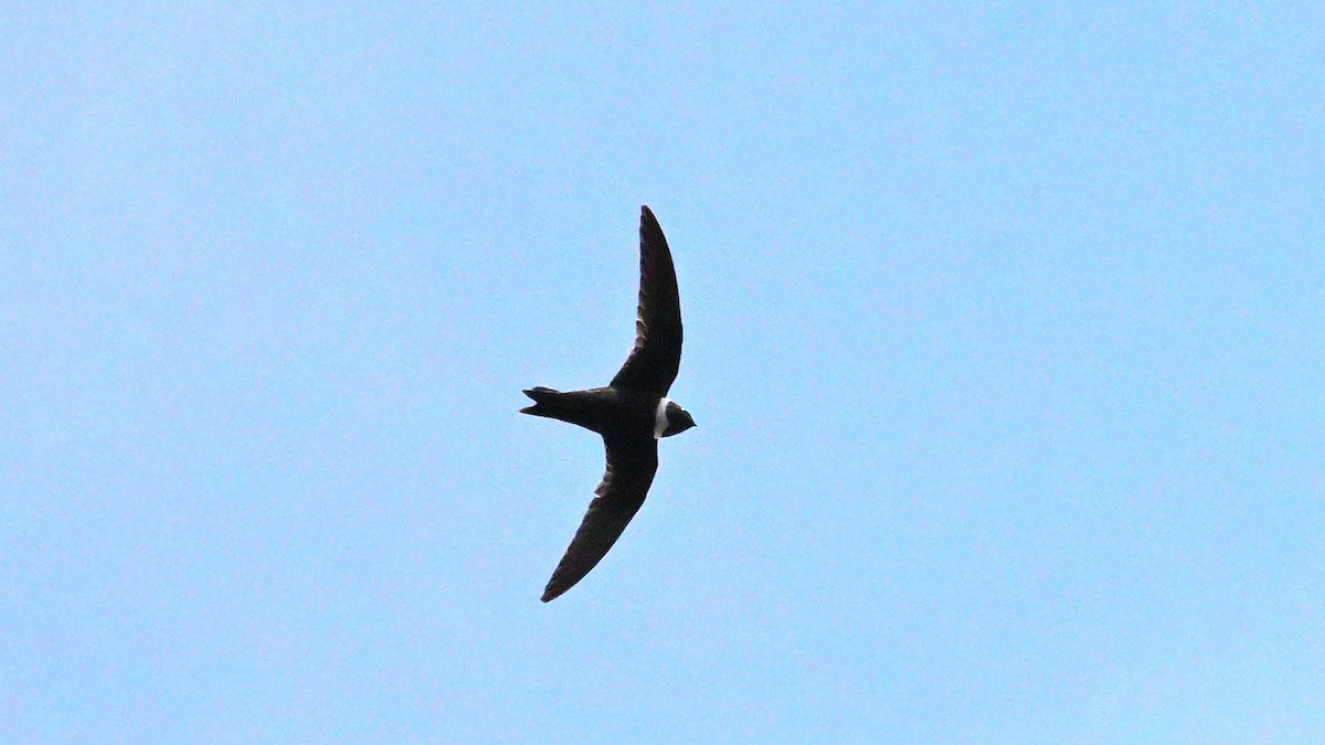 White-collared Swift - ML643795814