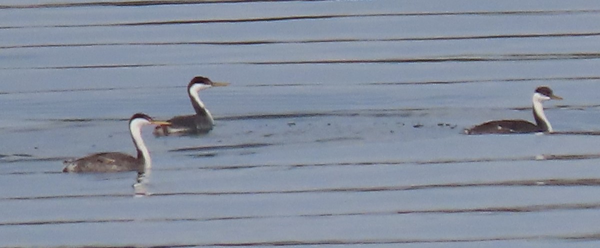 Western x Clark's Grebe (hybrid) - ML643795825