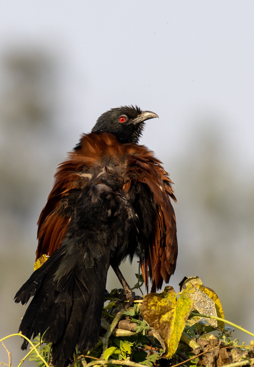 Greater Coucal - ML643795829