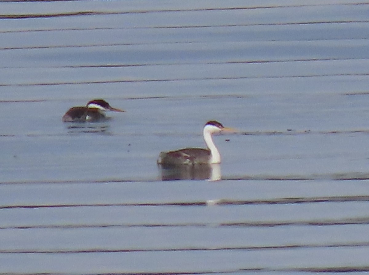 Western x Clark's Grebe (hybrid) - ML643795834