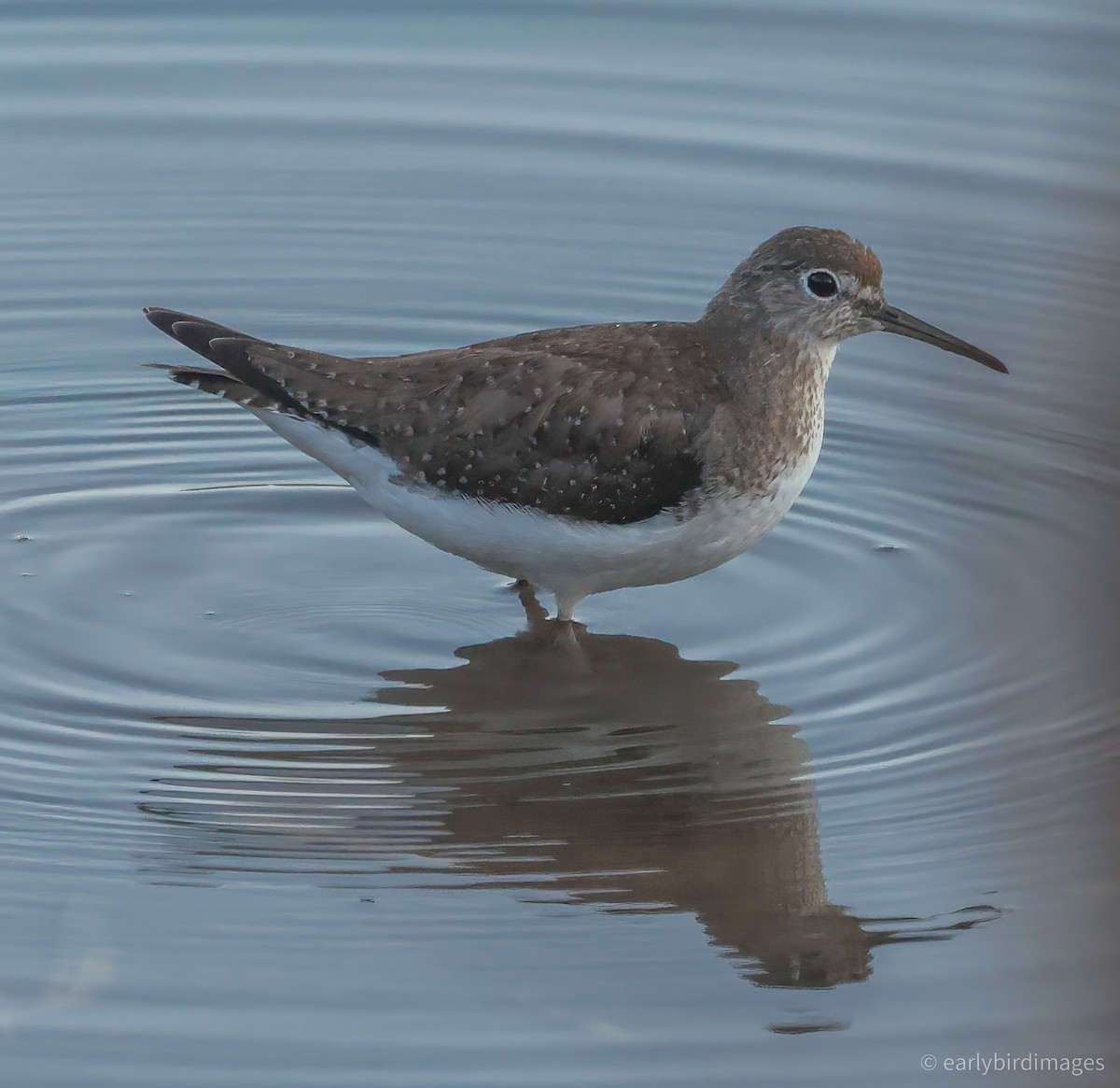 Solitary Sandpiper - ML643795855