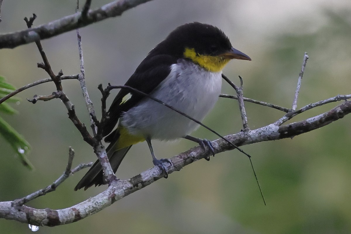 Yellow-backed Tanager - ML643795861
