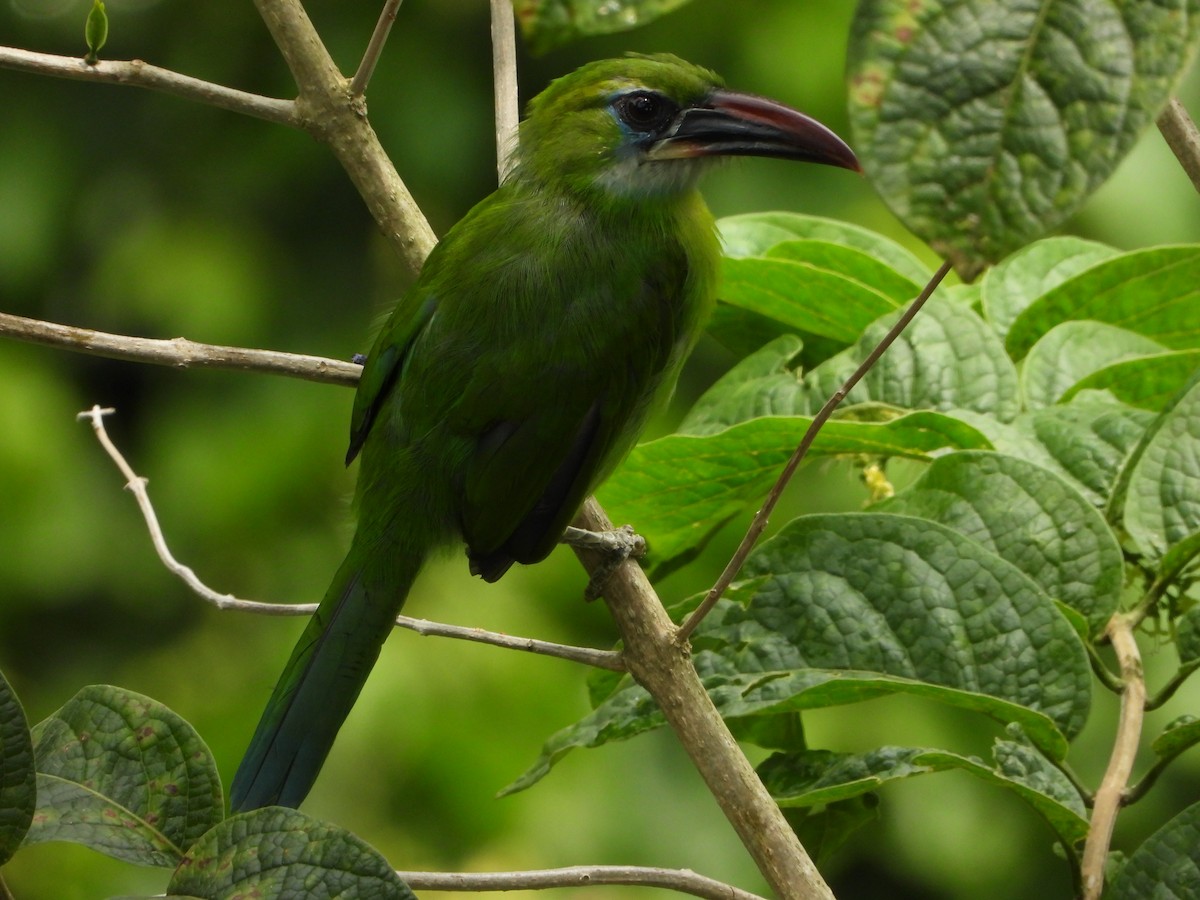 Groove-billed Toucanet - ML643795864