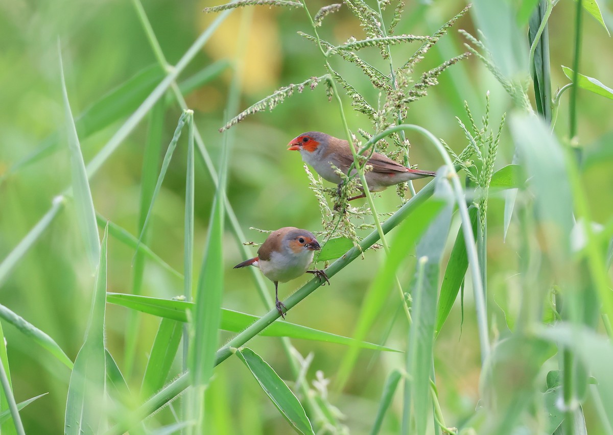 Astrild à joues orange - ML643795865