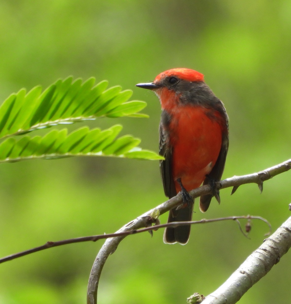 Vermilion Flycatcher (Austral) - ML643795871