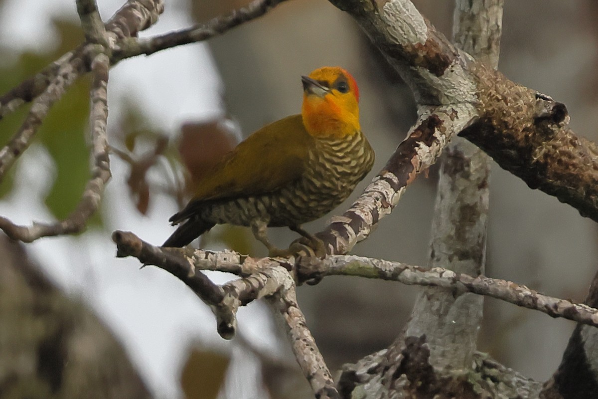 Yellow-throated Woodpecker - ML643795874