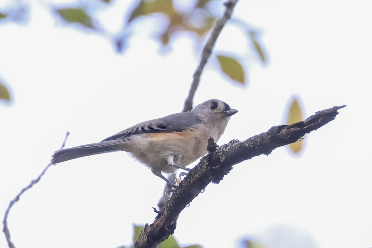 Tufted Titmouse - ML643795878