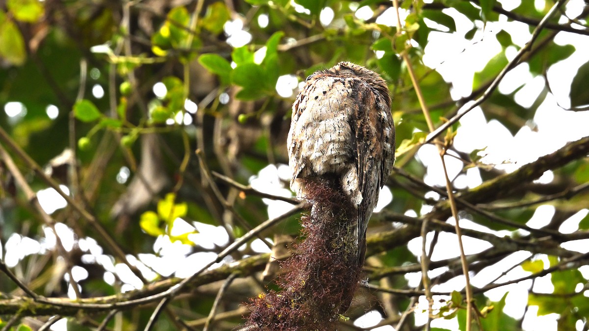 Common Potoo - ML643795879