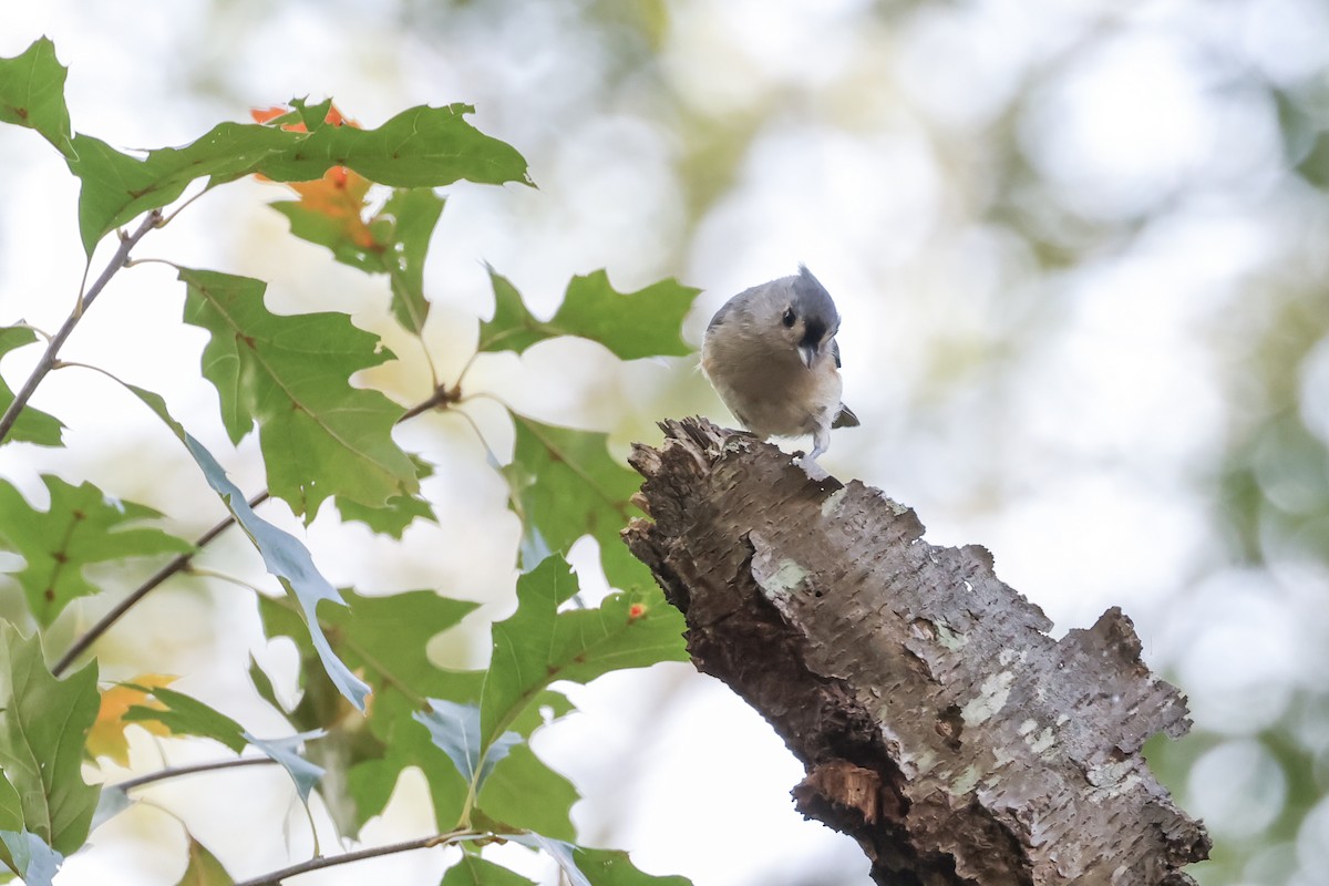 Tufted Titmouse - ML643795887