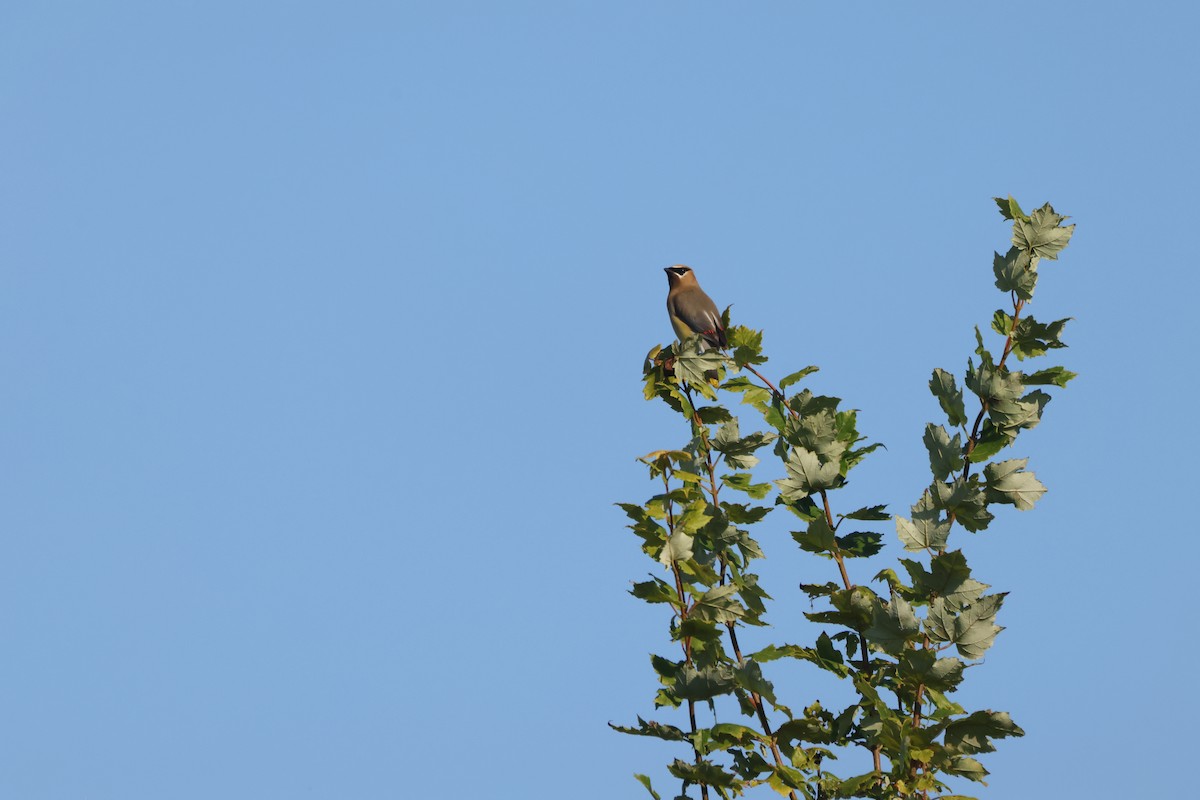 Cedar Waxwing - ML643795890