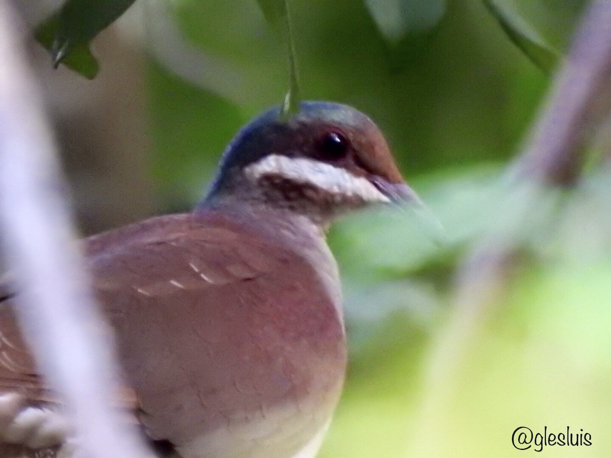 Key West Quail-Dove - ML643795894