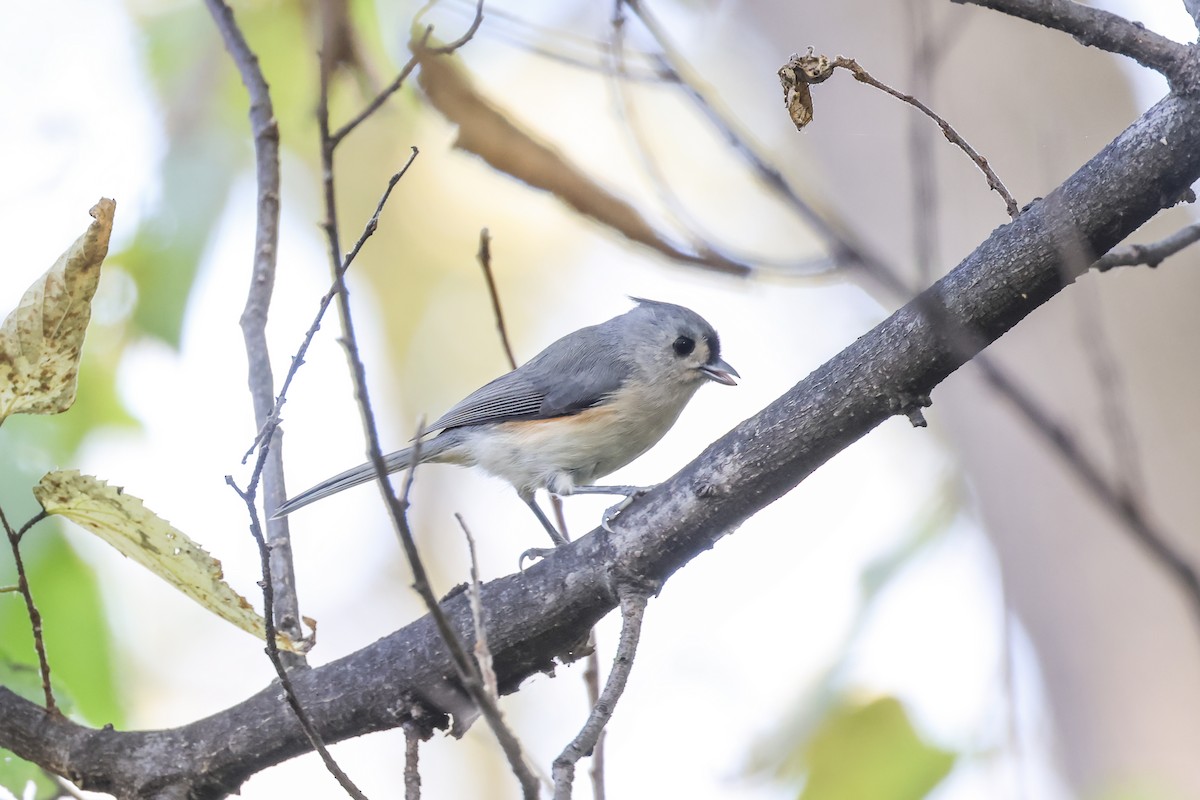 Tufted Titmouse - ML643795901