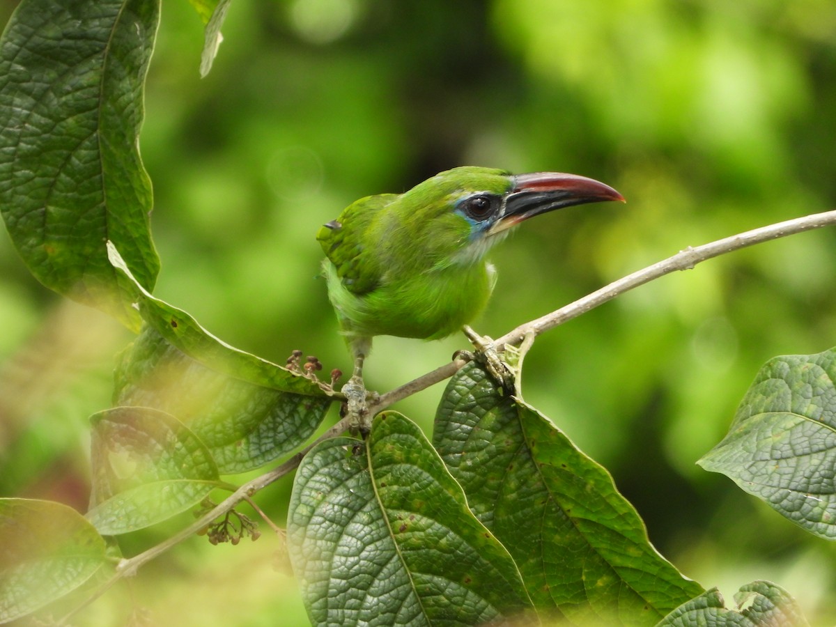 Groove-billed Toucanet - ML643795910
