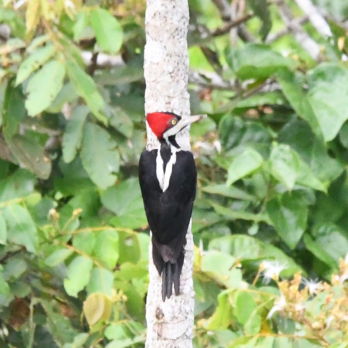 Crimson-crested Woodpecker - ML643795917
