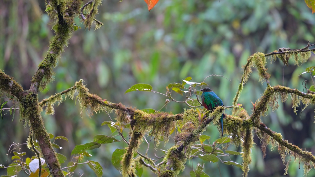 Quetzal doré - ML643795920