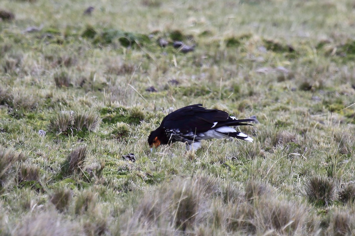 Carunculated Caracara - ML643795944