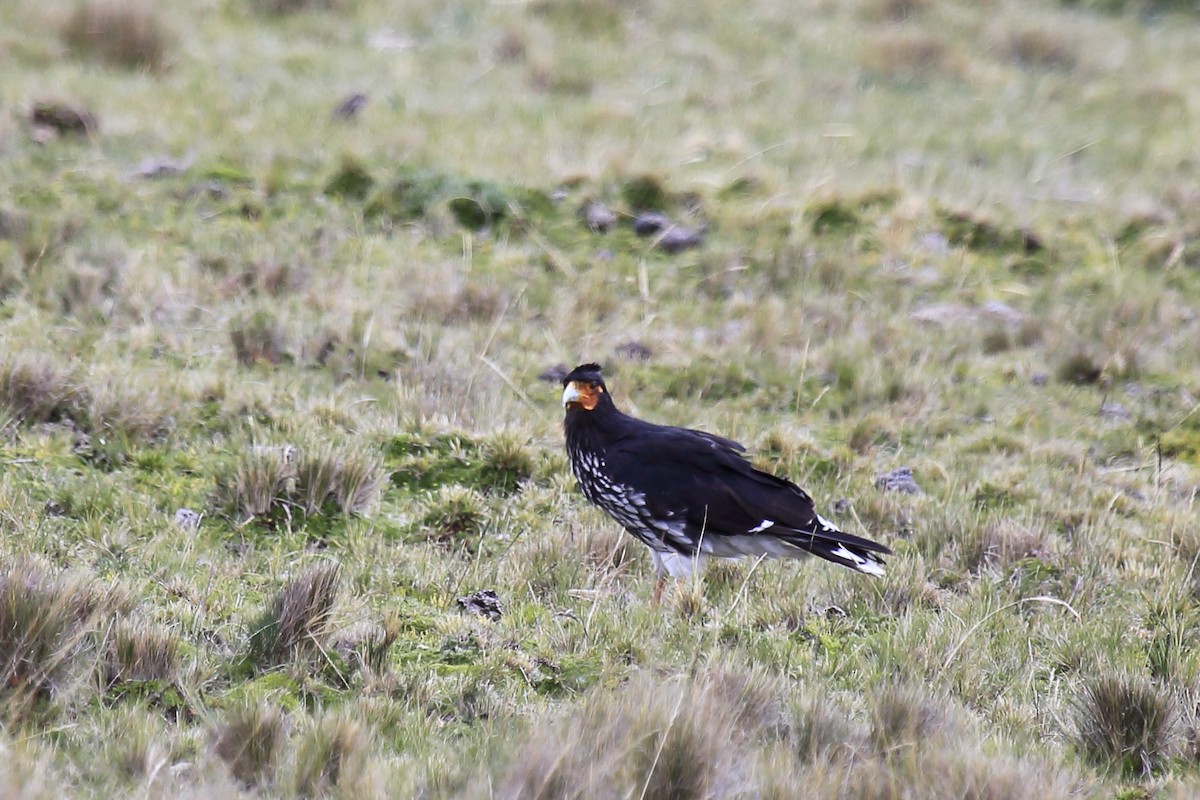 Carunculated Caracara - ML643795945