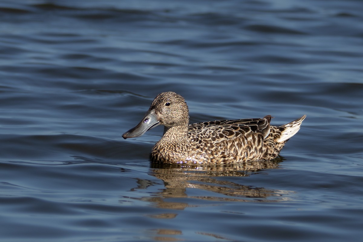 Red Shoveler - ML643795960