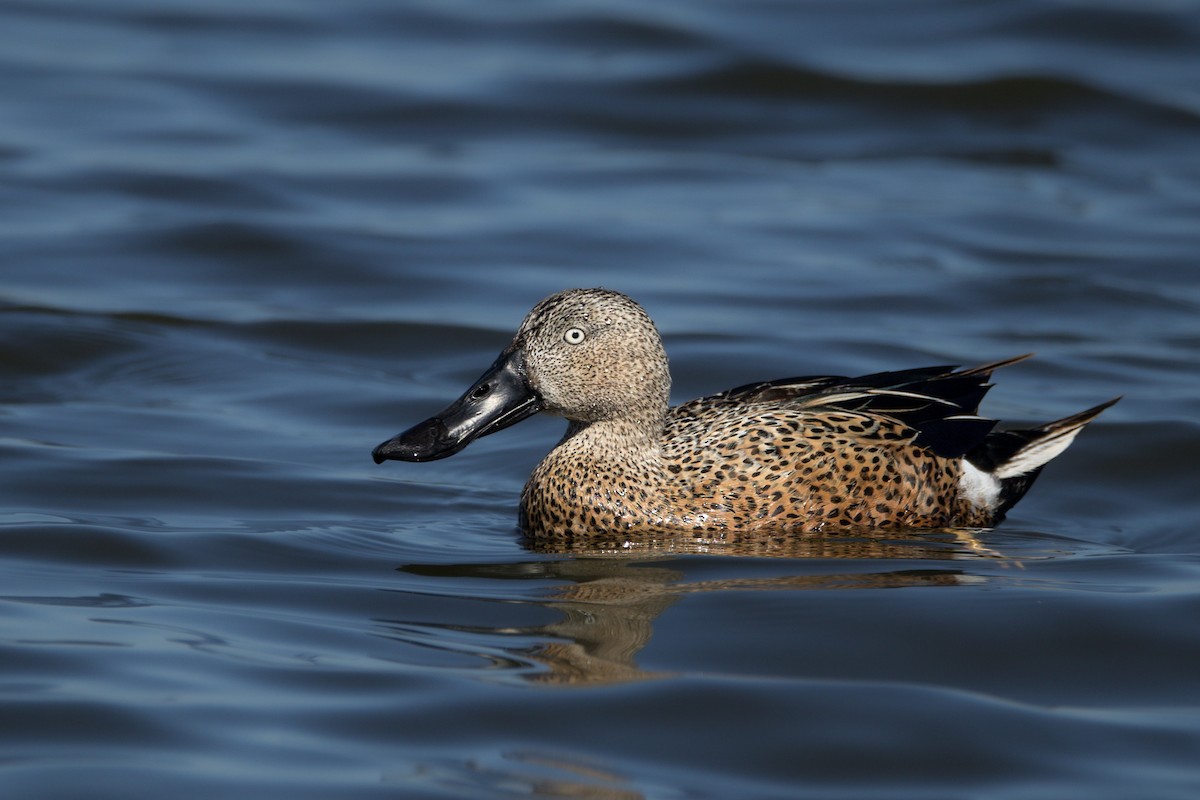 Red Shoveler - ML643795961