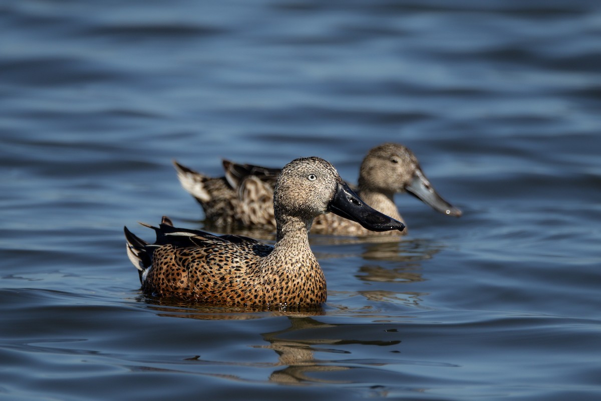 Red Shoveler - ML643795962