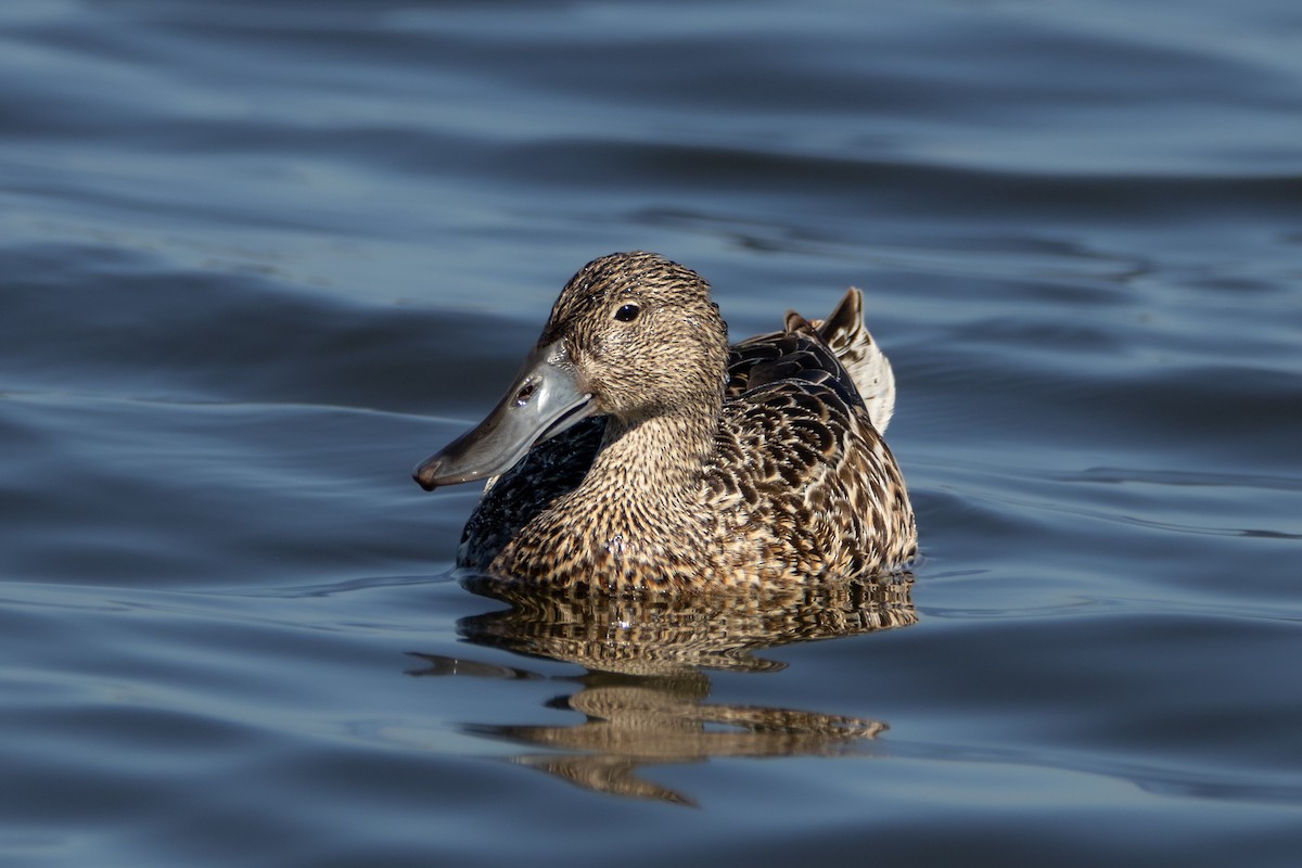 Red Shoveler - ML643795963