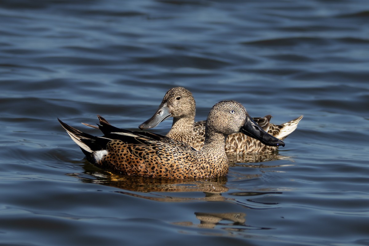 Red Shoveler - ML643795964