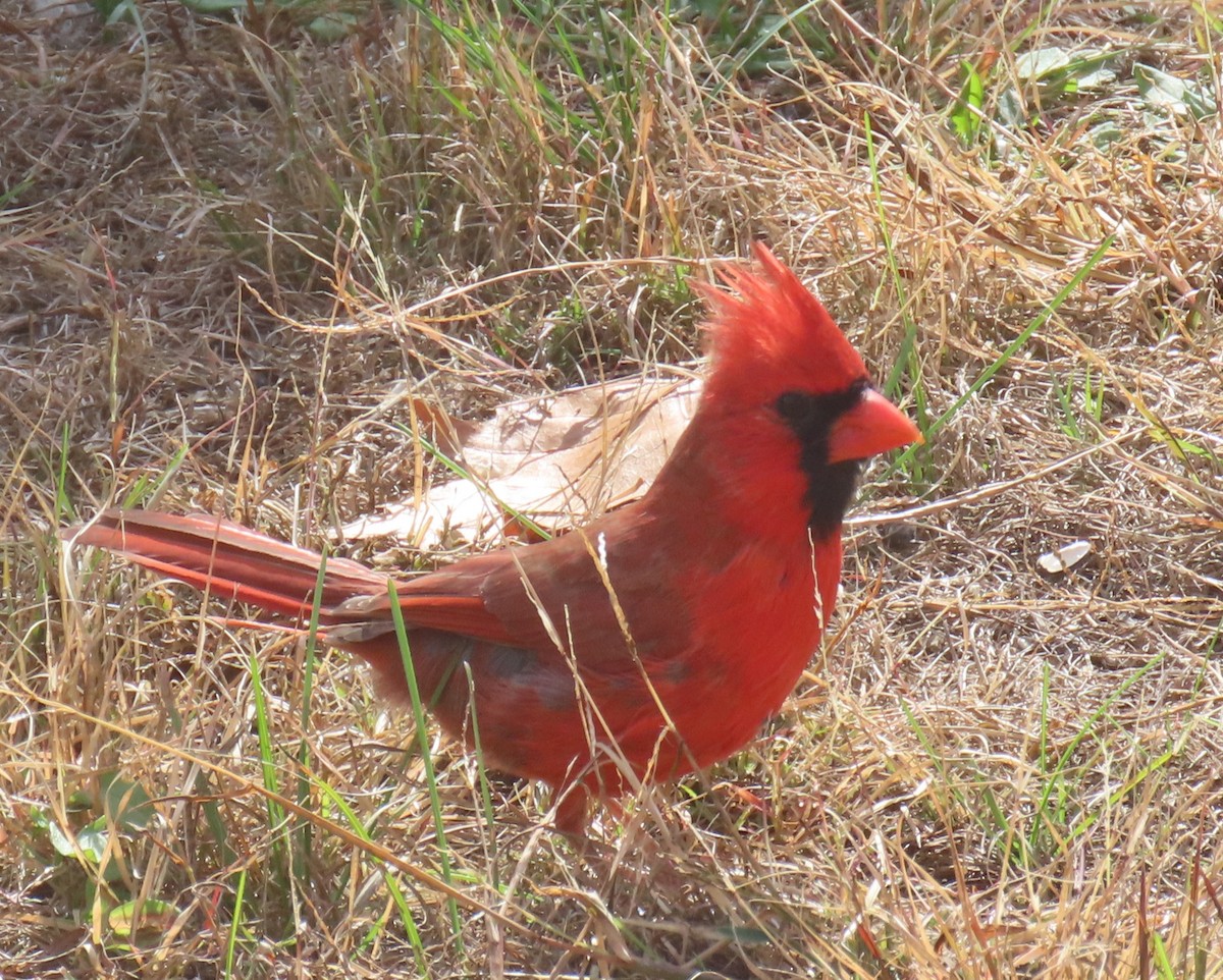 Northern Cardinal - ML643795968