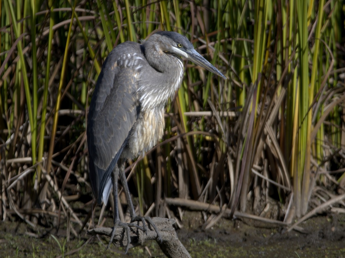 Great Blue Heron - ML643795969
