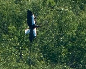 Steller's Sea-Eagle - ML643795974