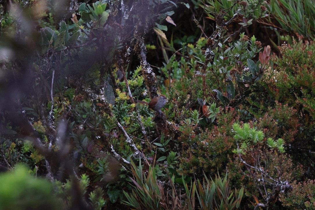 White-chinned Thistletail - ML643795992