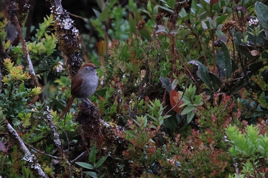 White-chinned Thistletail - ML643795997
