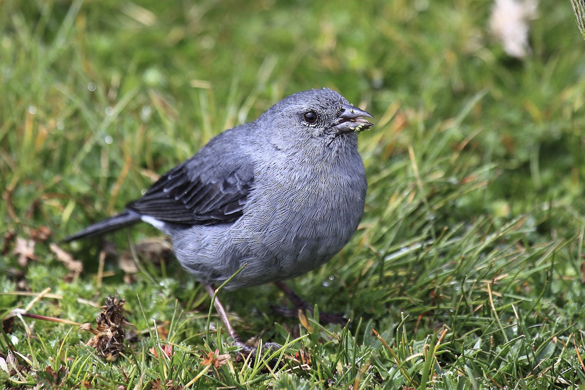 Plumbeous Sierra Finch - ML643796000
