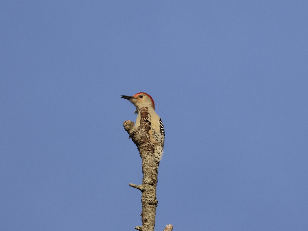 Red-bellied Woodpecker - ML643796034