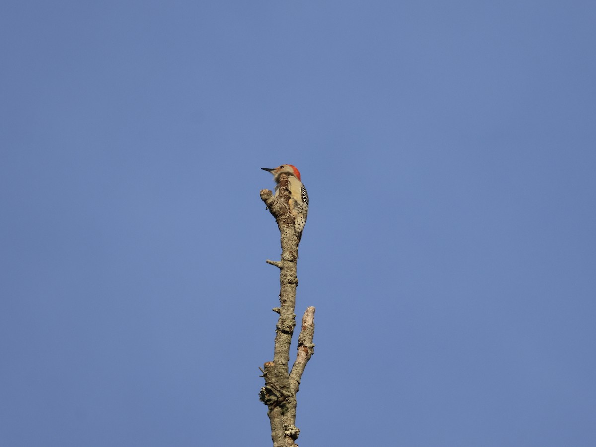 Red-bellied Woodpecker - ML643796035