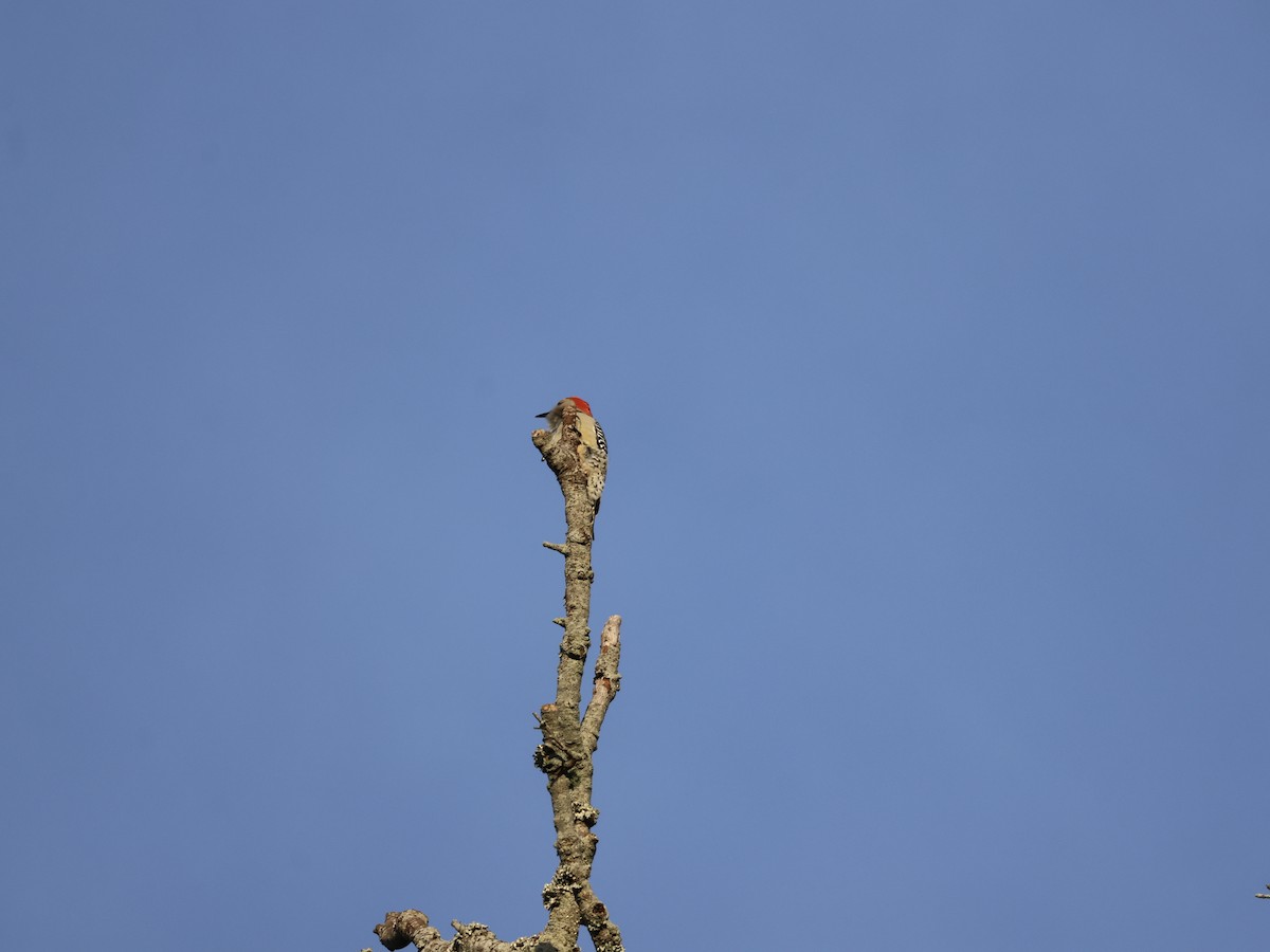 Red-bellied Woodpecker - ML643796036
