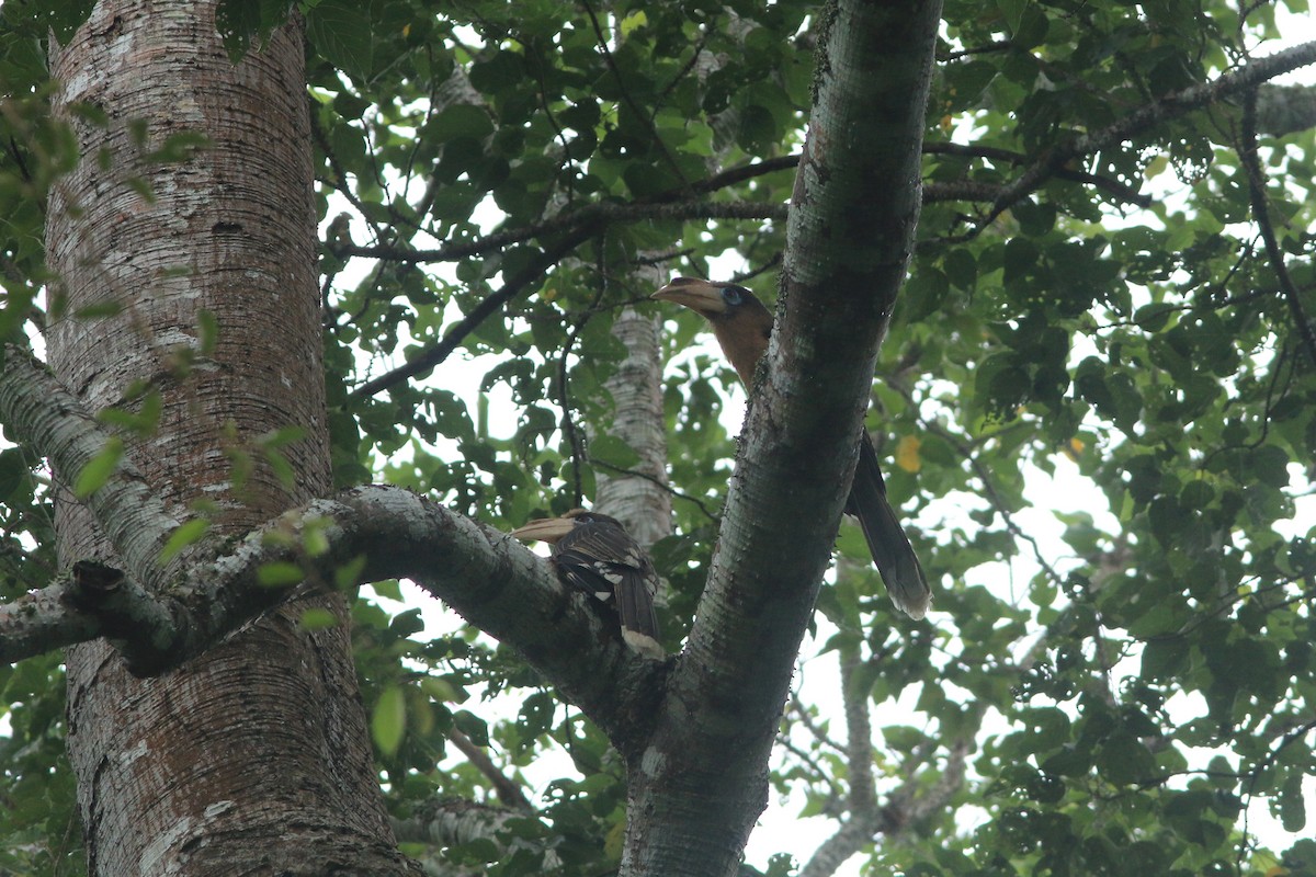 brunhornfugl - ML643796057