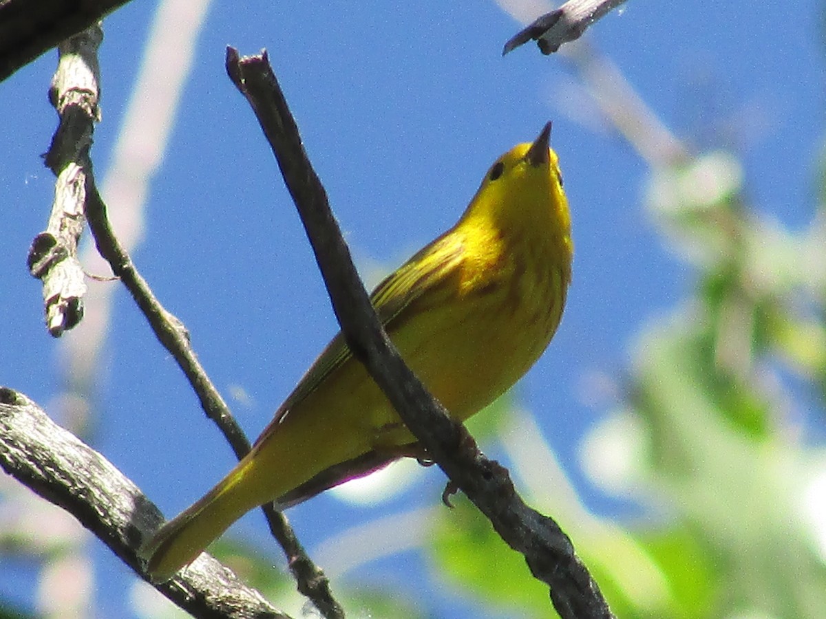 Yellow Warbler (Northern) - ML643796059