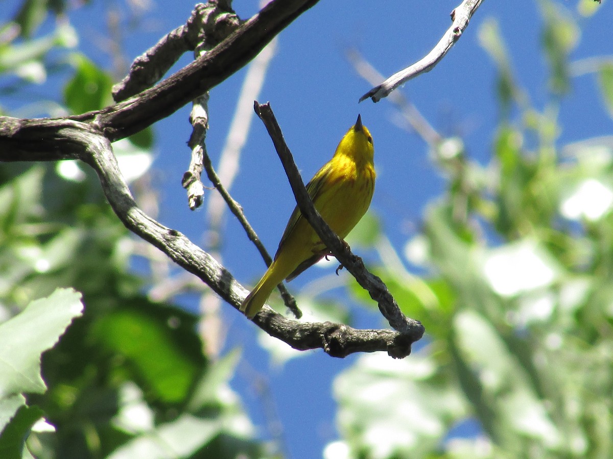 Yellow Warbler (Northern) - ML643796060