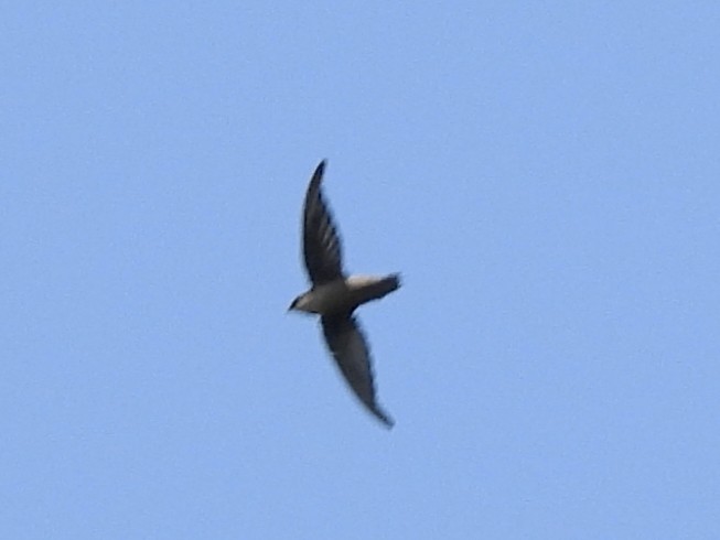 Gray-rumped Swift - ML643796061