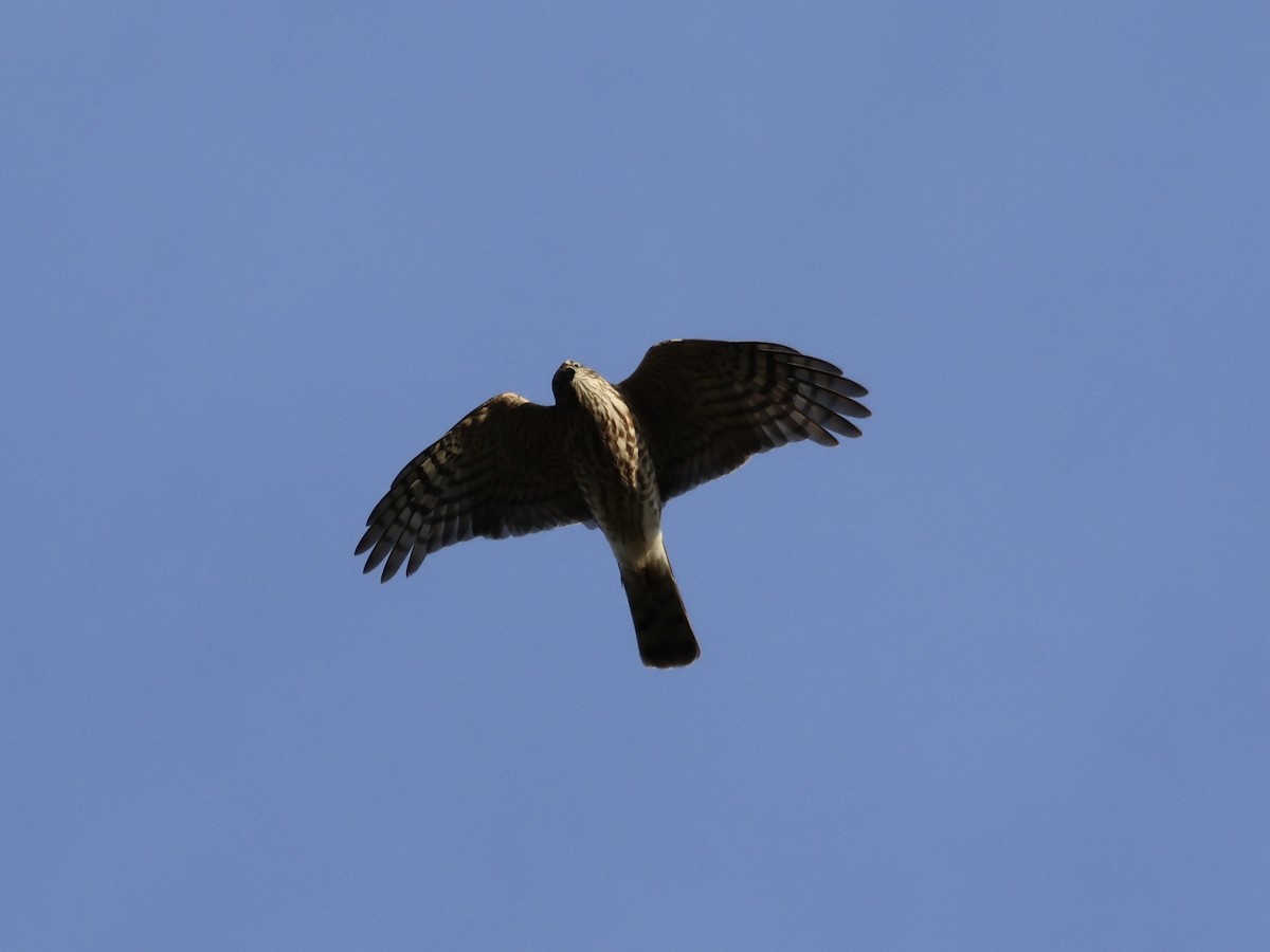 Sharp-shinned Hawk - ML643796066