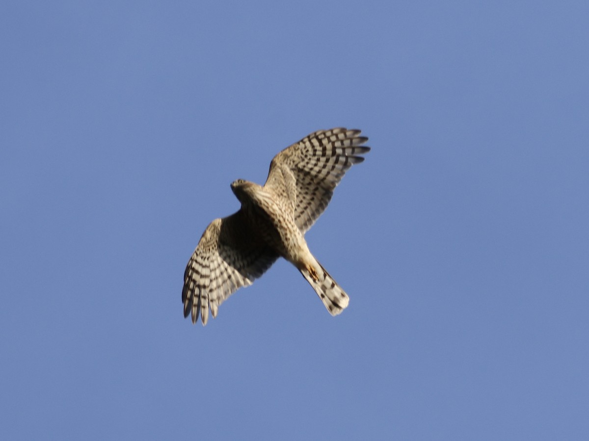 Sharp-shinned Hawk - ML643796067