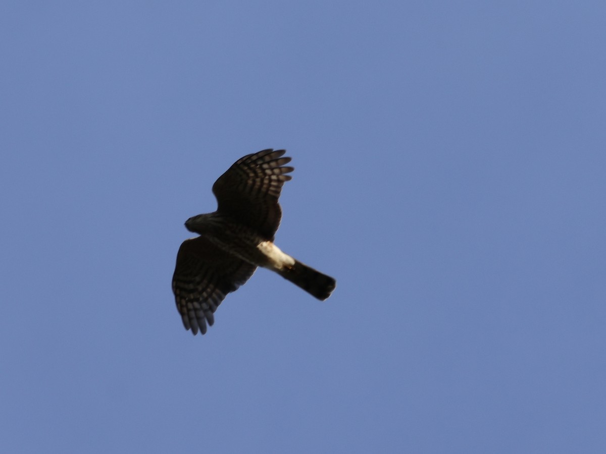 Sharp-shinned Hawk - ML643796068
