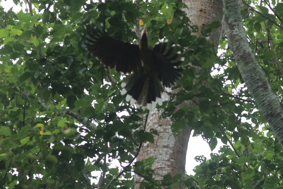 brunhornfugl - ML643796077