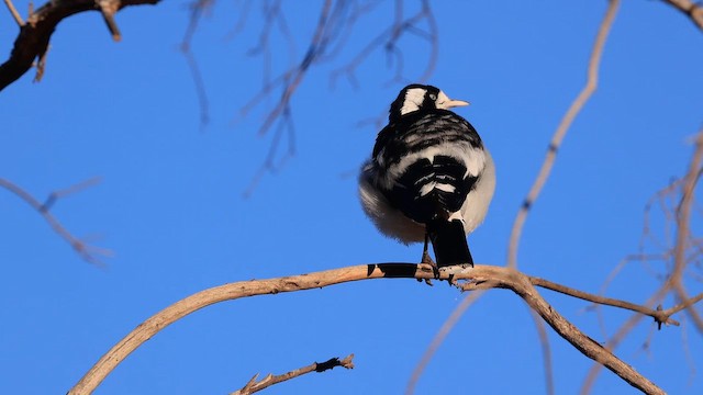 Magpie-lark - ML643796079