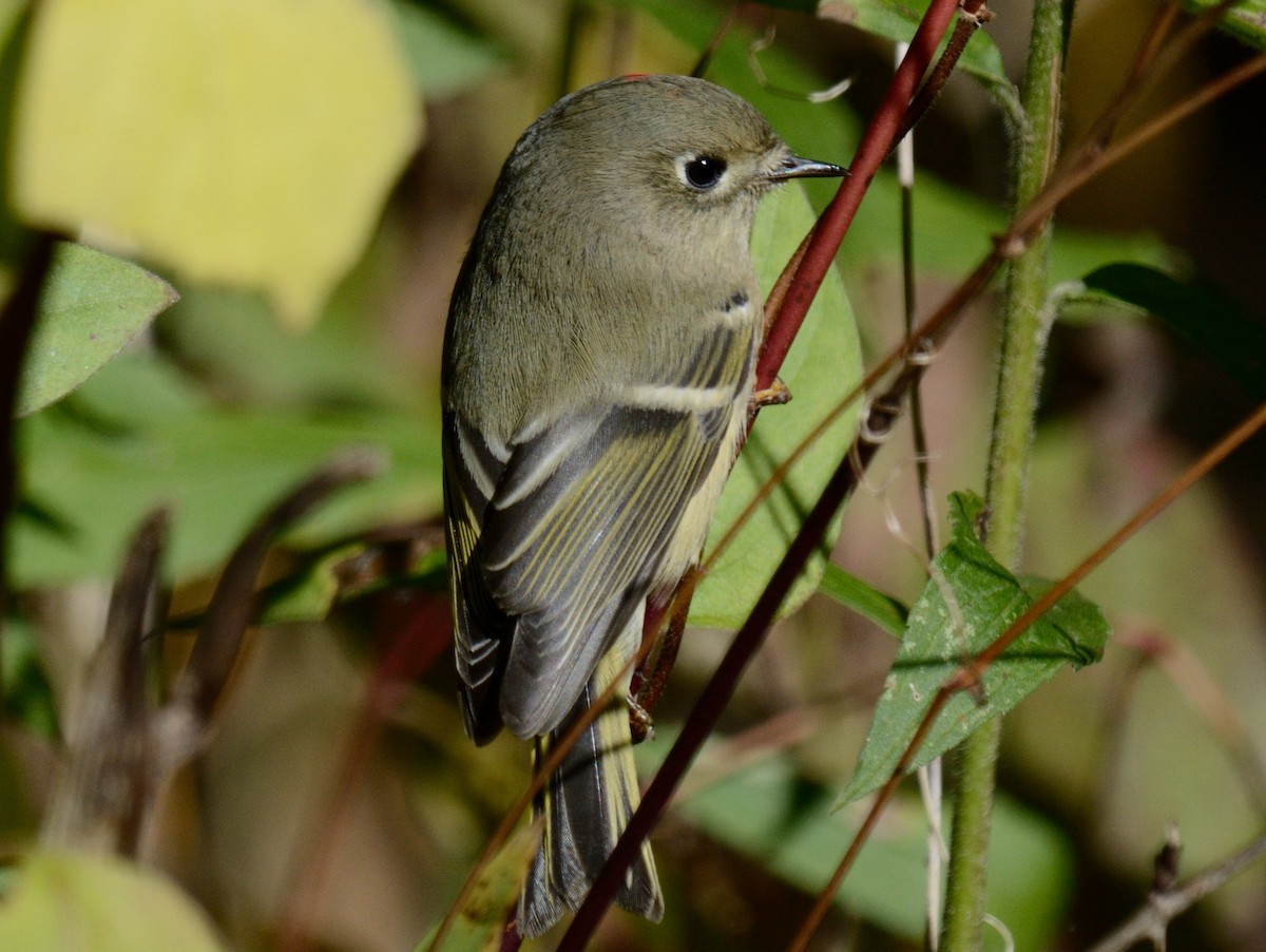 Rubingoldhähnchen - ML643796083
