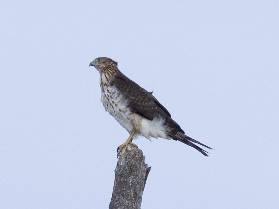 Cooper's Hawk - ML643796088